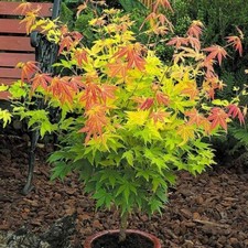 Acer Orange Dream Plant -