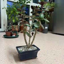 Bonsai jade tree money - tree,