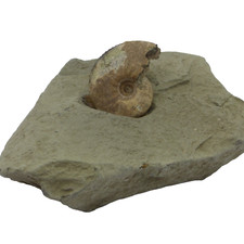 Jurassic Coast  Fossil