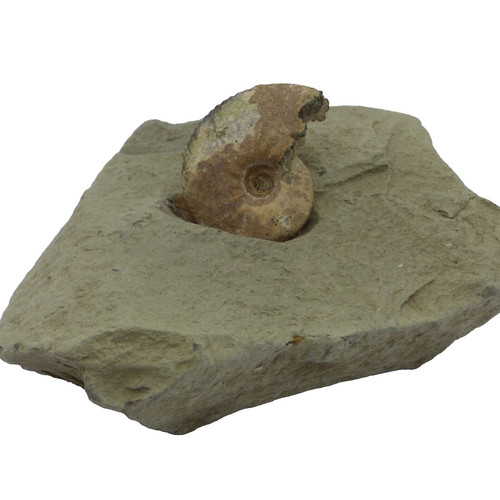 Jurassic coast fossil - ,