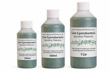 250ml - Live Spirulina Culture