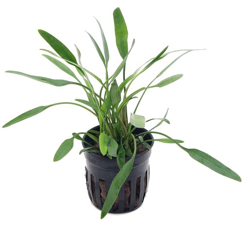 Cryptocoryne lucens live - lucens,