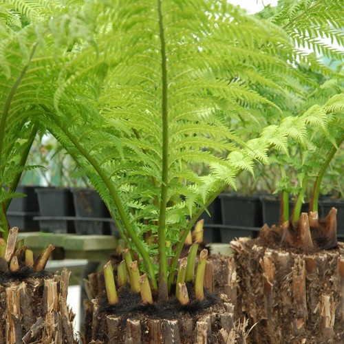 Australian tree fern - australian,