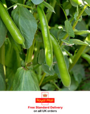 BROAD BEAN AQUADULCE CLAUDIA - 50 to 1000 SEEDS  SOW FEB to APRIL & OCT to NOV