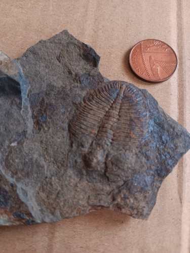 British fossil trilobite