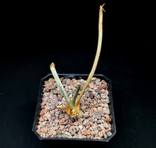 Astrophytum Caput-Medusae 7cm Pot Cactus Succulent Plant RARE in UK