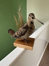 Taxidermy  Woodcock.This Is