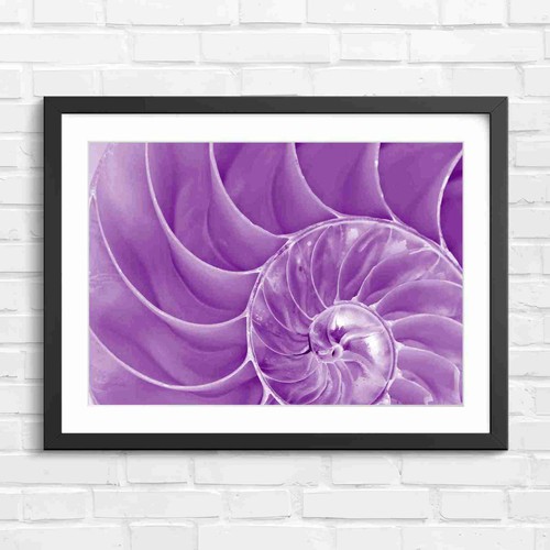 Iridescent nautilus shell - nautilus,