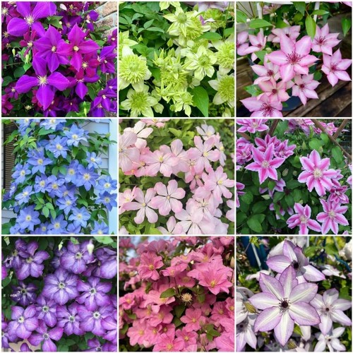 210 clematis seeds - seeds, mixed
