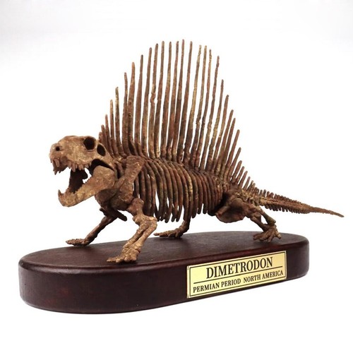 Dimetrodon dinosaur skeleton - dimetrodon,
