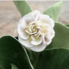 Primula auricula Nita Plant Alpine 1 x 9cm pot perennial  Theatre