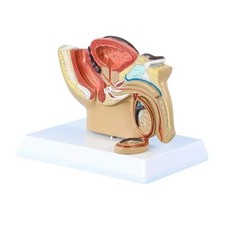 Male Pelvis Anatomy Model