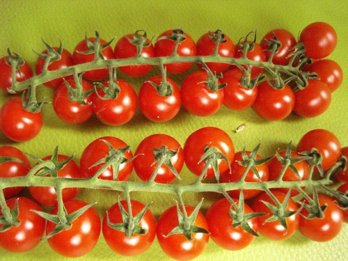 Japanese cherry tomato sapporo - japanese,