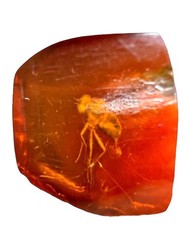Genuine baltic amber polished - baltic,