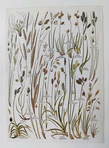 Vintage botanical print - vintage,