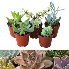 5 Mixed Succulent Plants in