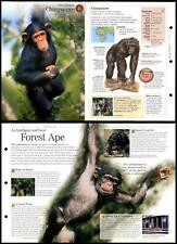 Chimpanzee #6 Mammals - Discovering Wildlife Fact File Fold-Out Card