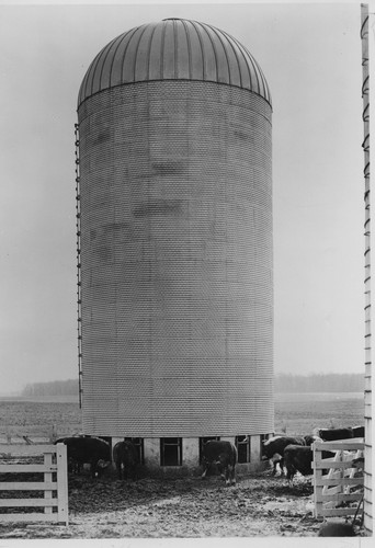 1950s 8x10 farm silo cattle - 1950s,