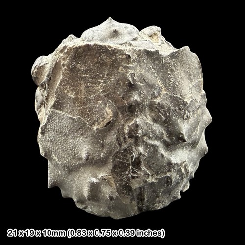 Fossil crab notopocorystes - crab,