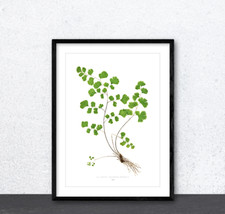 Vintage Botany Plant Southern