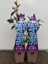 2x Soft Fruit Blueberry