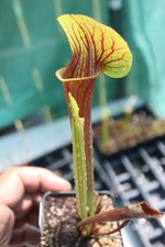 Sarracenia - 🔥🔥 S. Ares