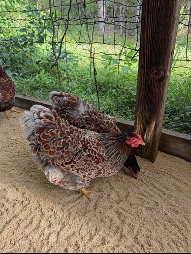 Blue laced wyandotte - blue,
