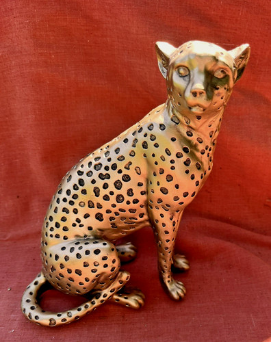 Adult cheetah sitting - adult,