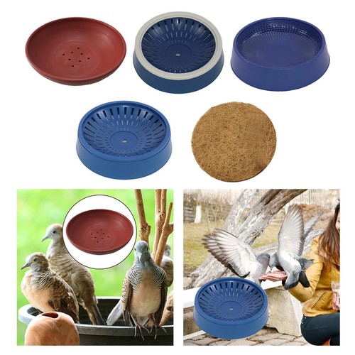 Bird nest breeding hatching - nest,