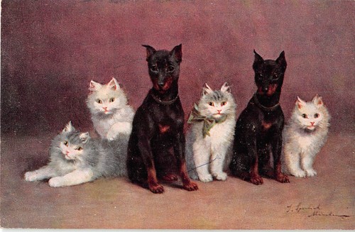 Cute kittens doberman - cute, &