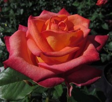 Dear Dad - 5.5lt Potted Hybrid Tea Rose - Salmon Pink, Yellow Centres- Exclusive
