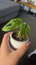 Monstera  OBLIQUA PERU