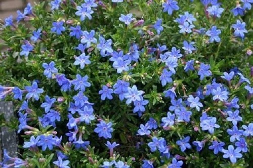 Lithodora diffusa heavenly - lithodora,