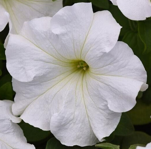 Snowball white petunia - 25,