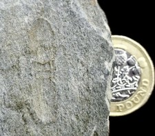 GIANT MIDDLE CAMBRIAN AGNOSTD TRILOBITE – Ptychagnostus sp. – ST DAVID’S, WALES.