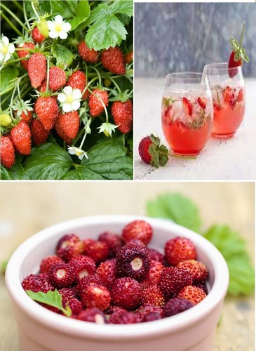 Alpine strawberry 100 - alpine, seeds