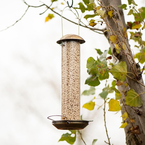 Mealworm suet treat bird - mealworm,