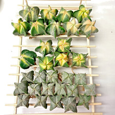 Astrophytum Myriostigma