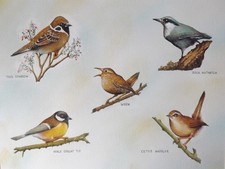 A COLLECTION OF BIRDS A SUPERB