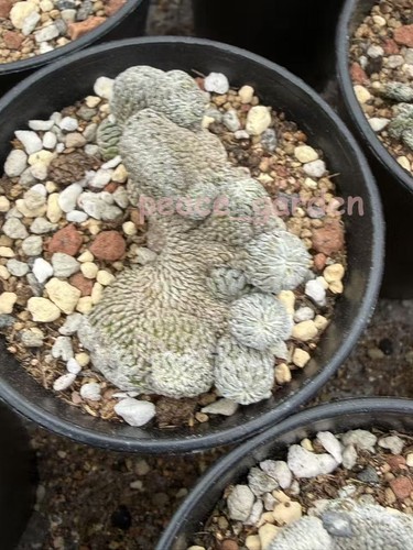 Cactus succulent plant - cactus,
