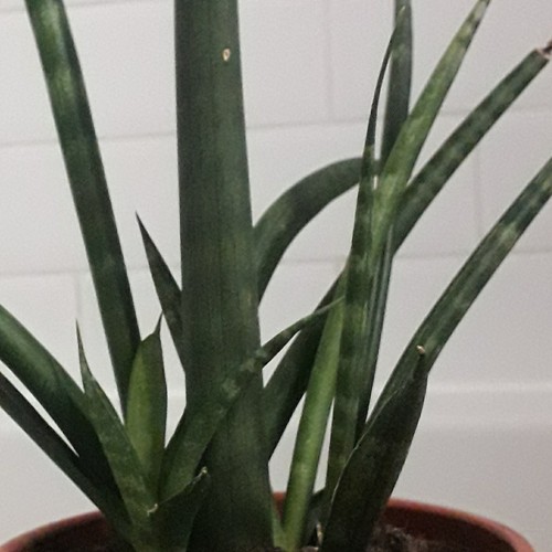 Sansevieria cylindrica plant - cylindrica,
