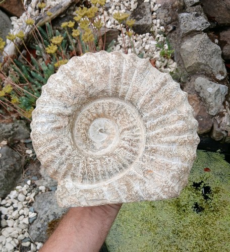 Large fossil ammonite 7kg - x,