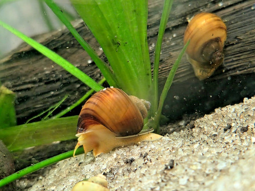 Chestnut mystery snails - chestnut,