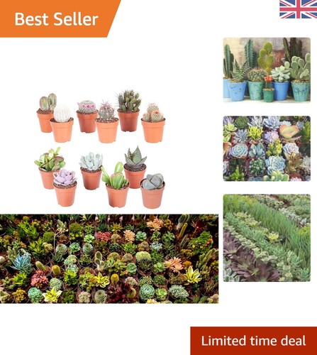 Diverse indoor plant - diverse,