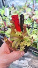 Nepenthes (Veitchii hose x