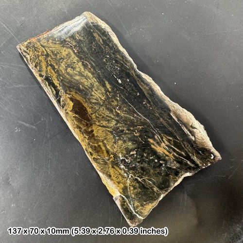 Opalised petrified fossil