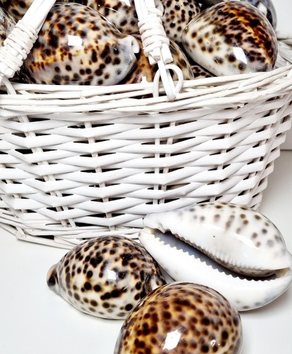 Tiger cowrie seashell shiny - seashell,,