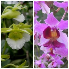 Vanda teres "red" x christensonia vietnamica'. Blooming Size. Rooted Plant. 