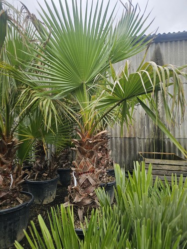 1x9 10ft washingtonia robusta - 1x9-10ft,