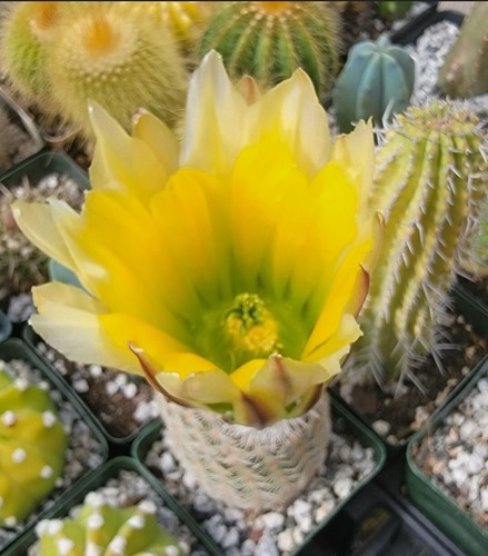 Echinocereus dasyacanthus 20 - dasyacanthus, (20